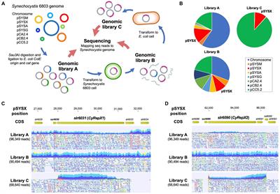 Discovery of novel replication proteins for large plasmids in cyanobacteria and their potential applications in genetic engineering